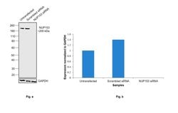 Invitrogen NUP153 Polyclonal Antibody 100 &mu;L; Unconjugated:Antibodies,