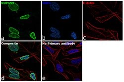 Invitrogen NUP153 Polyclonal Antibody 100 &mu;L; Unconjugated:Antibodies,