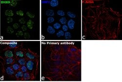 Invitrogen DHX9 Polyclonal Antibody 100 &mu;L; Unconjugated:Antibodies,
