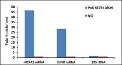 Invitrogen DHX9 Polyclonal Antibody 100 &mu;L; Unconjugated:Antibodies,