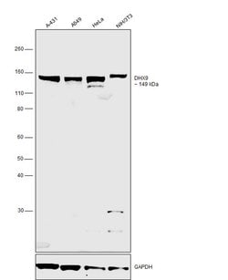 Invitrogen DHX9 Polyclonal Antibody 100 &mu;L; Unconjugated:Antibodies,