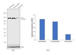 Invitrogen DHX9 Polyclonal Antibody 100 &mu;L; Unconjugated:Antibodies,