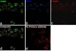 Invitrogen DAB2 Polyclonal Antibody 100 &mu;L; Unconjugated:Antibodies,