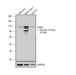 Invitrogen DAB2 Polyclonal Antibody 100 &mu;L; Unconjugated:Antibodies,