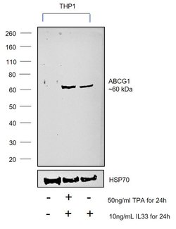 Invitrogen ABCG1 Polyclonal Antibody 100 &mu;L; Unconjugated:Antibodies,