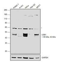 Invitrogen LDB1 Polyclonal Antibody 100 &mu;L; Unconjugated:Antibodies,