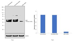 Invitrogen LDB1 Polyclonal Antibody 100 &mu;L; Unconjugated:Antibodies,