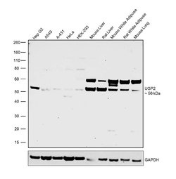 Invitrogen UGP2 Polyclonal Antibody 100 &mu;L; Unconjugated:Antibodies,