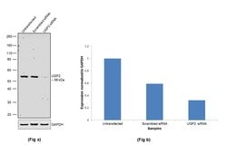 Invitrogen UGP2 Polyclonal Antibody 100 &mu;L; Unconjugated:Antibodies,