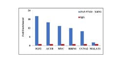 Invitrogen XRN1 Polyclonal Antibody 100 &mu;L; Unconjugated:Anticuerpos