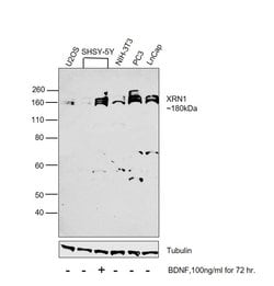 Invitrogen XRN1 Polyclonal Antibody 100 &mu;L; Unconjugated:Anticuerpos