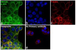 Invitrogen KMT2D Polyclonal Antibody 100 &mu;L; Unconjugated:Antibodies,