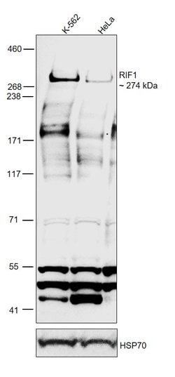 Invitrogen RIF1 Polyclonal Antibody 100 &mu;L; Unconjugated:Antibodies,