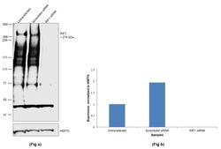 Invitrogen RIF1 Polyclonal Antibody 100 &mu;L; Unconjugated:Antibodies,