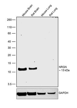 Invitrogen NRGN Polyclonal Antibody 100 &mu;L; Unconjugated:Antibodies,