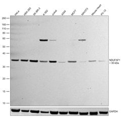 Invitrogen NDUFAF1 Polyclonal Antibody 100 &mu;L | Buy Online | Invitrogen&trade; | Fisher Scientific