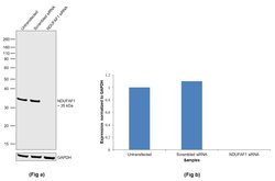 Invitrogen NDUFAF1 Polyclonal Antibody 100 &mu;L | Buy Online | Invitrogen&trade; | Fisher Scientific