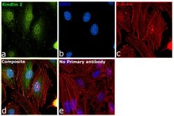 Invitrogen Kindlin 2 Polyclonal Antibody 100 &mu;L; Unconjugated:Antibodies,