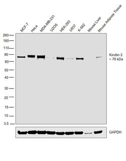 Invitrogen Kindlin 2 Polyclonal Antibody 100 &mu;L; Unconjugated:Antibodies,