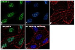 Invitrogen hnRNP U Polyclonal Antibody 100 &mu;L; Unconjugated:Antibodies,