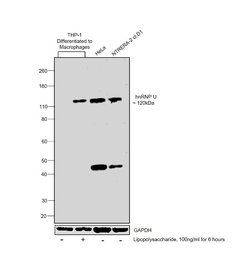 Invitrogen hnRNP U Polyclonal Antibody 100 &mu;L; Unconjugated:Antibodies,