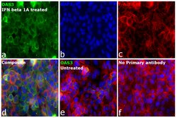 Invitrogen OAS3 Polyclonal Antibody 100 &mu;L; Unconjugated:Antibodies,