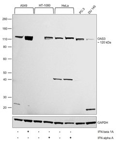 Invitrogen OAS3 Polyclonal Antibody 100 &mu;L; Unconjugated:Antibodies,