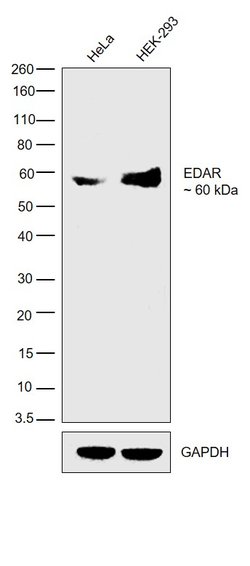 Invitrogen EDAR Polyclonal Antibody 100 &mu;L; Unconjugated:Antibodies,