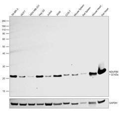 Invitrogen NDUFB9 Polyclonal Antibody 100 &mu;L; Unconjugated:Antibodies,
