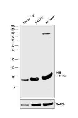Invitrogen HBB Polyclonal Antibody 100 &mu;L; Unconjugated:Antibodies,
