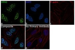 Invitrogen XRN2 Polyclonal Antibody 100 &mu;L; Unconjugated:Antibodies,