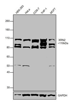 Invitrogen XRN2 Polyclonal Antibody 100 &mu;L; Unconjugated:Antibodies,