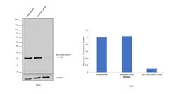 Invitrogen RAC1/RAC2/RAC3 Polyclonal Antibody 100 &mu;L; Unconjugated:Antibodies,
