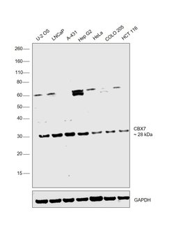 Invitrogen CBX7 Polyclonal Antibody 100 &mu;L; Unconjugated:Antibodies,