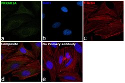 Invitrogen PRKAR1A Polyclonal Antibody 100 &mu;L; Unconjugated:Antibodies,