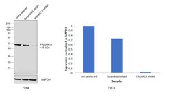Invitrogen PRKAR1A Polyclonal Antibody 100 &mu;L; Unconjugated:Antibodies,
