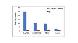 Invitrogen SAM68 Polyclonal Antibody 100 &mu;L; Unconjugated:Antibodies,