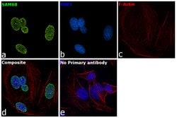 Invitrogen SAM68 Polyclonal Antibody 100 &mu;L; Unconjugated:Antibodies,