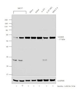 Invitrogen SAM68 Polyclonal Antibody 100 &mu;L; Unconjugated:Antibodies,