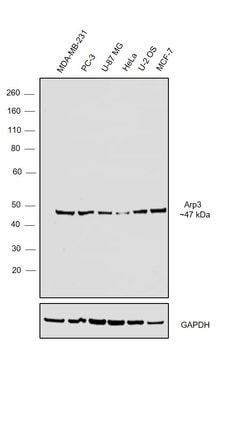 Invitrogen Arp3 Polyclonal Antibody 100 &mu;L; Unconjugated:Antibodies,