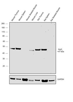 Invitrogen Arp3 Polyclonal Antibody 100 &mu;L; Unconjugated:Antibodies,