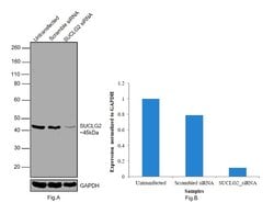 Invitrogen SUCLG2 Polyclonal Antibody 100 &mu;L | Buy Online | Invitrogen&trade; | Fisher Scientific
