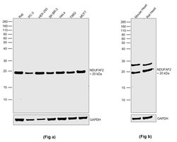 Invitrogen NDUFAF2 Polyclonal Antibody 100 &mu;L; Unconjugated:Anticuerpos