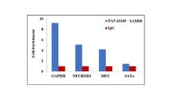 Invitrogen SAM68 Polyclonal Antibody 100 &mu;L; Unconjugated:Antibodies,