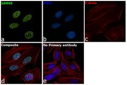Invitrogen SAM68 Polyclonal Antibody 100 &mu;L; Unconjugated:Antibodies,