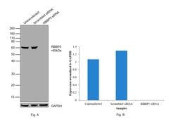 Invitrogen RBBP5 Polyclonal Antibody 100 &mu;L; Unconjugated:Antibodies,