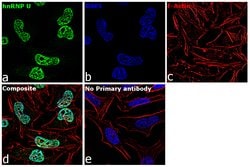 Invitrogen hnRNP U Polyclonal Antibody 100 &mu;L; Unconjugated:Antibodies,
