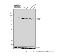 Invitrogen hnRNP U Polyclonal Antibody 100 &mu;L; Unconjugated:Antibodies,