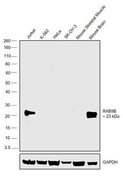 Invitrogen RAB9B Polyclonal Antibody 100 &mu;L; Unconjugated:Antibodies,