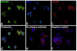 Invitrogen BHLHB5 Polyclonal Antibody 100 &mu;L; Unconjugated:Antibodies,